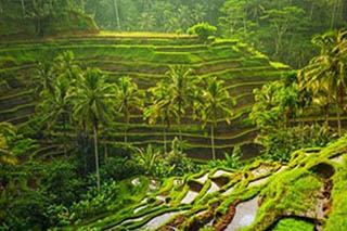 10 things to do in Ubud