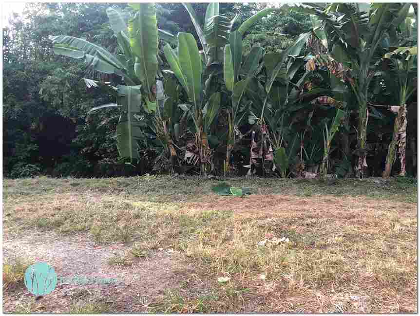Dalung, Canggu, Bali, ,Land,For Sale,1084