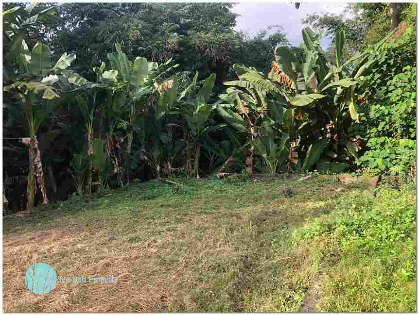 Dalung, Canggu, Bali, ,Land,For Sale,1084