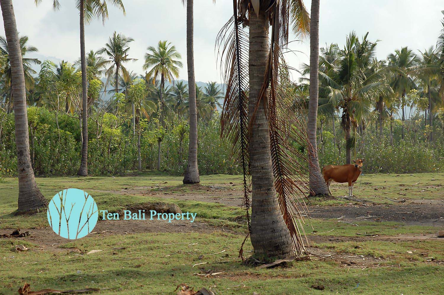 Sumberkima, Singaraja, Bali, ,Land,For Sale,1150