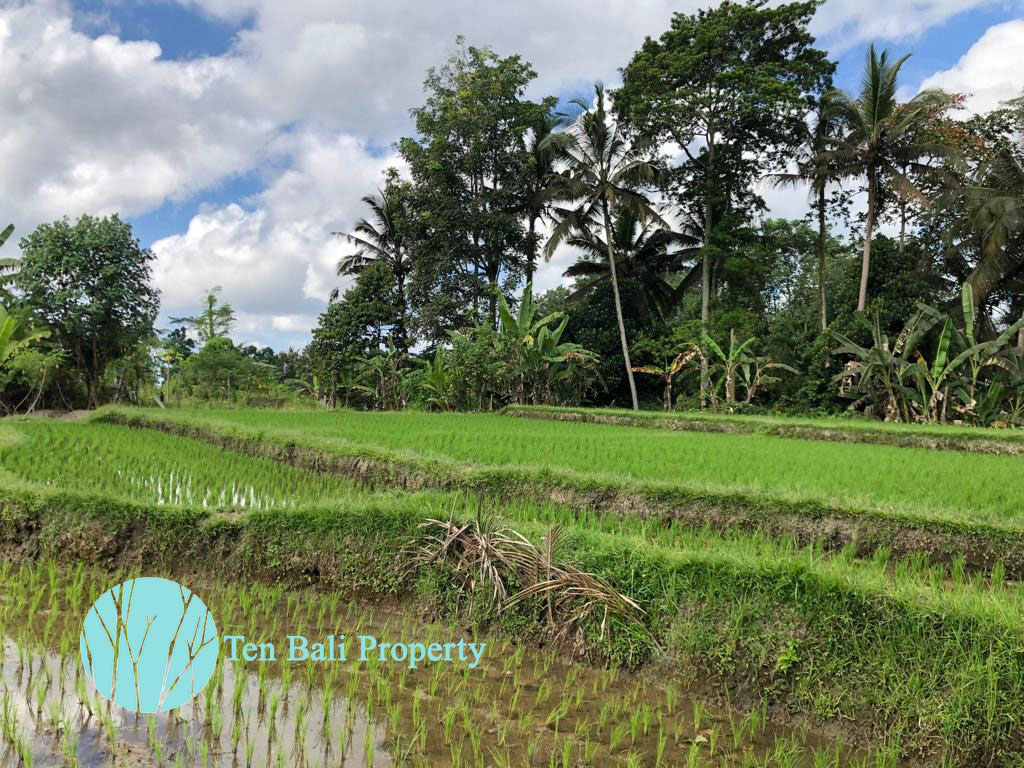 Ubud, Bali, Bali, ,Land,For Sale,1189