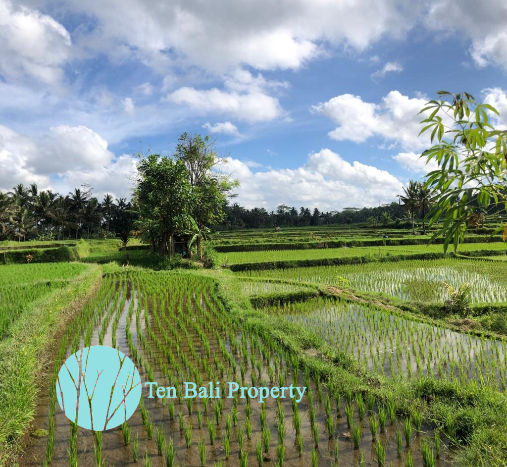 Ubud, Bali, Bali, ,Land,For Sale,1189