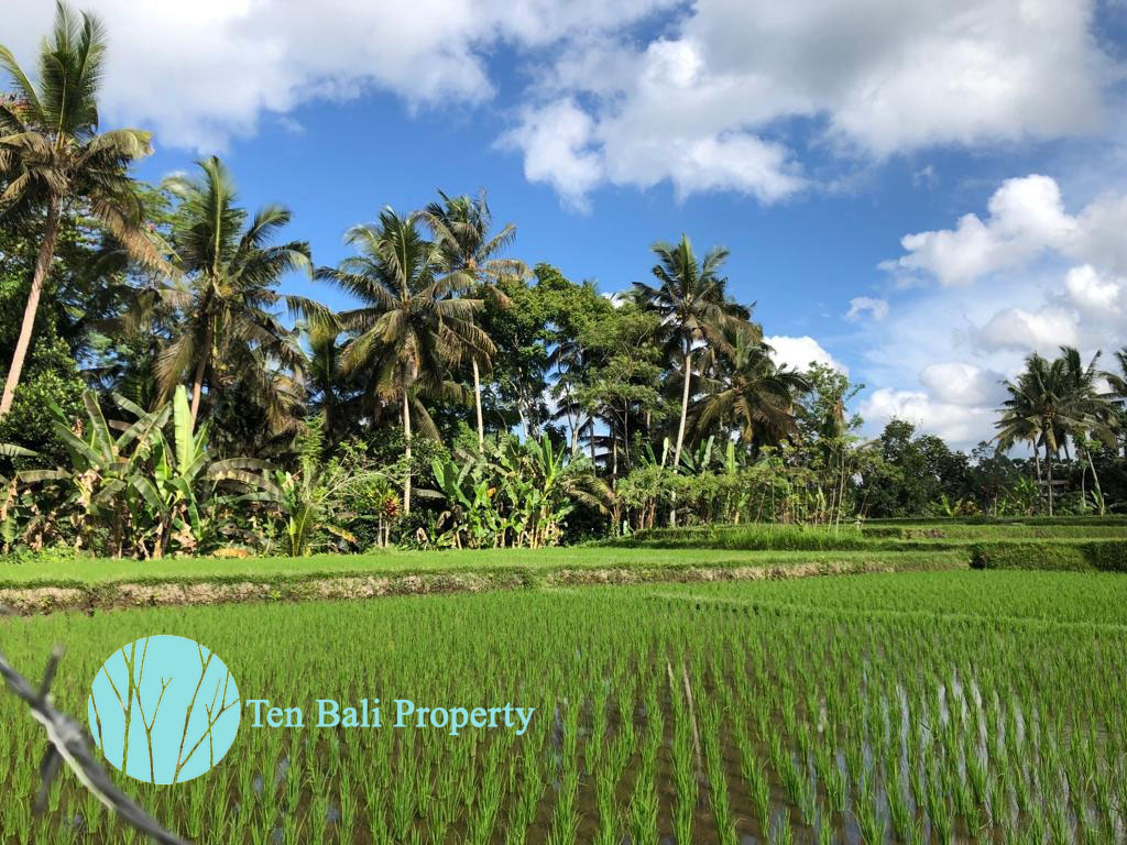 Ubud, Bali, Bali, ,Land,For Sale,1189
