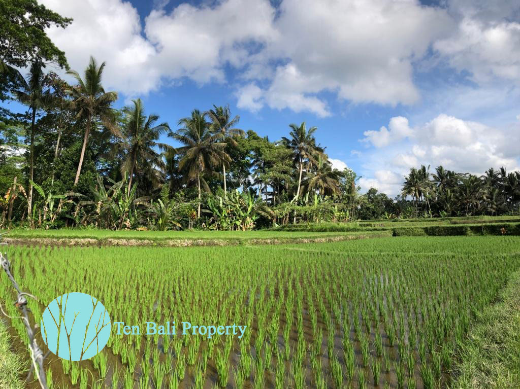 Ubud, Bali, Bali, ,Land,For Sale,1189