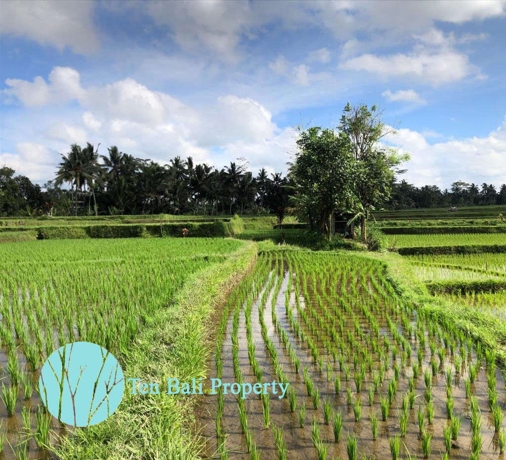 Ubud, Bali, Bali, ,Land,For Sale,1189
