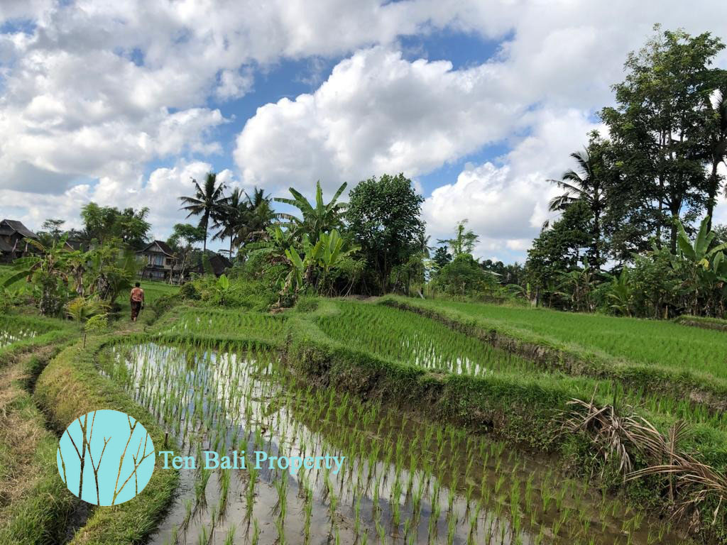 Ubud, Bali, Bali, ,Land,For Sale,1189