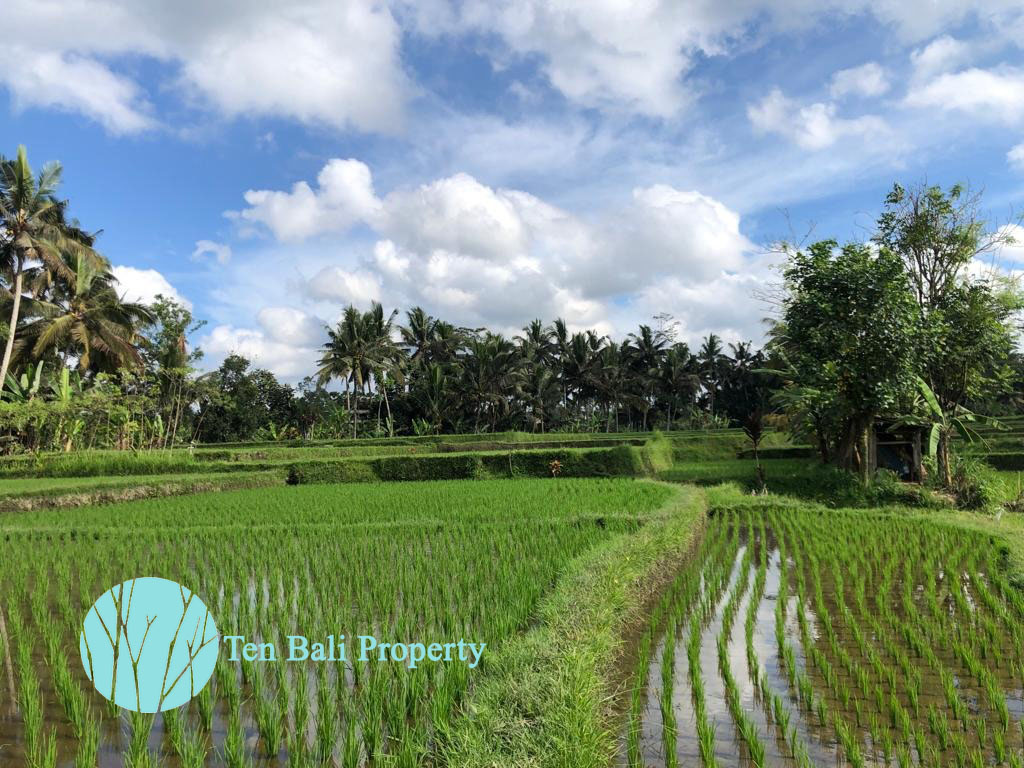 Ubud, Bali, Bali, ,Land,For Sale,1189