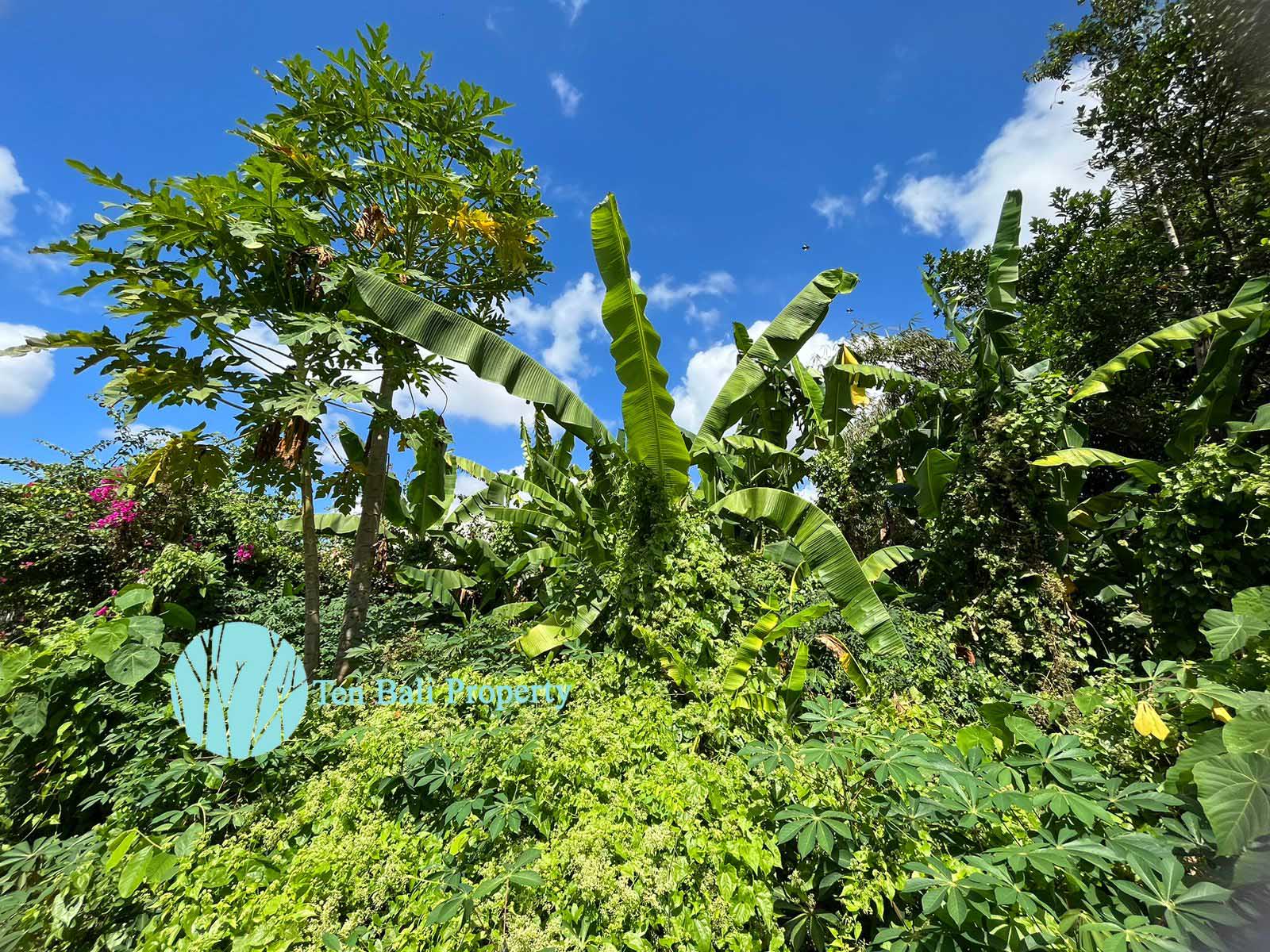 Cepaka, Bali, ,Land,For Sale,1234